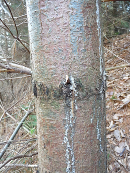 Tronc à l'écorce d'abord lisse et verte quand l'arbre est jeune puis devenant brune et crevassée en prenant de l'âge. Agrandir dans une nouvelle fenêtre (ou onglet)